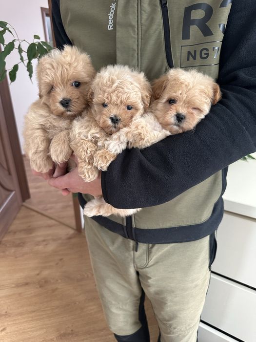 Мальтіпу  два хлопчики та дівчинка