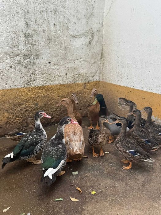 Patos Rouen x runner