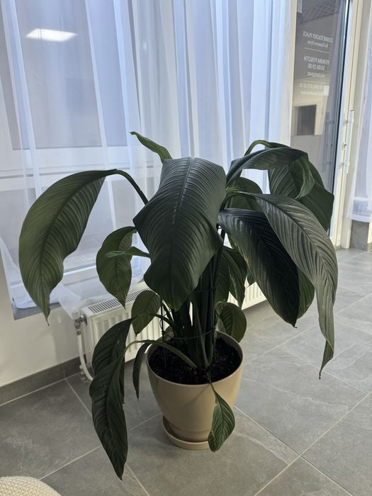 Квітка велика «жіноче щастя»