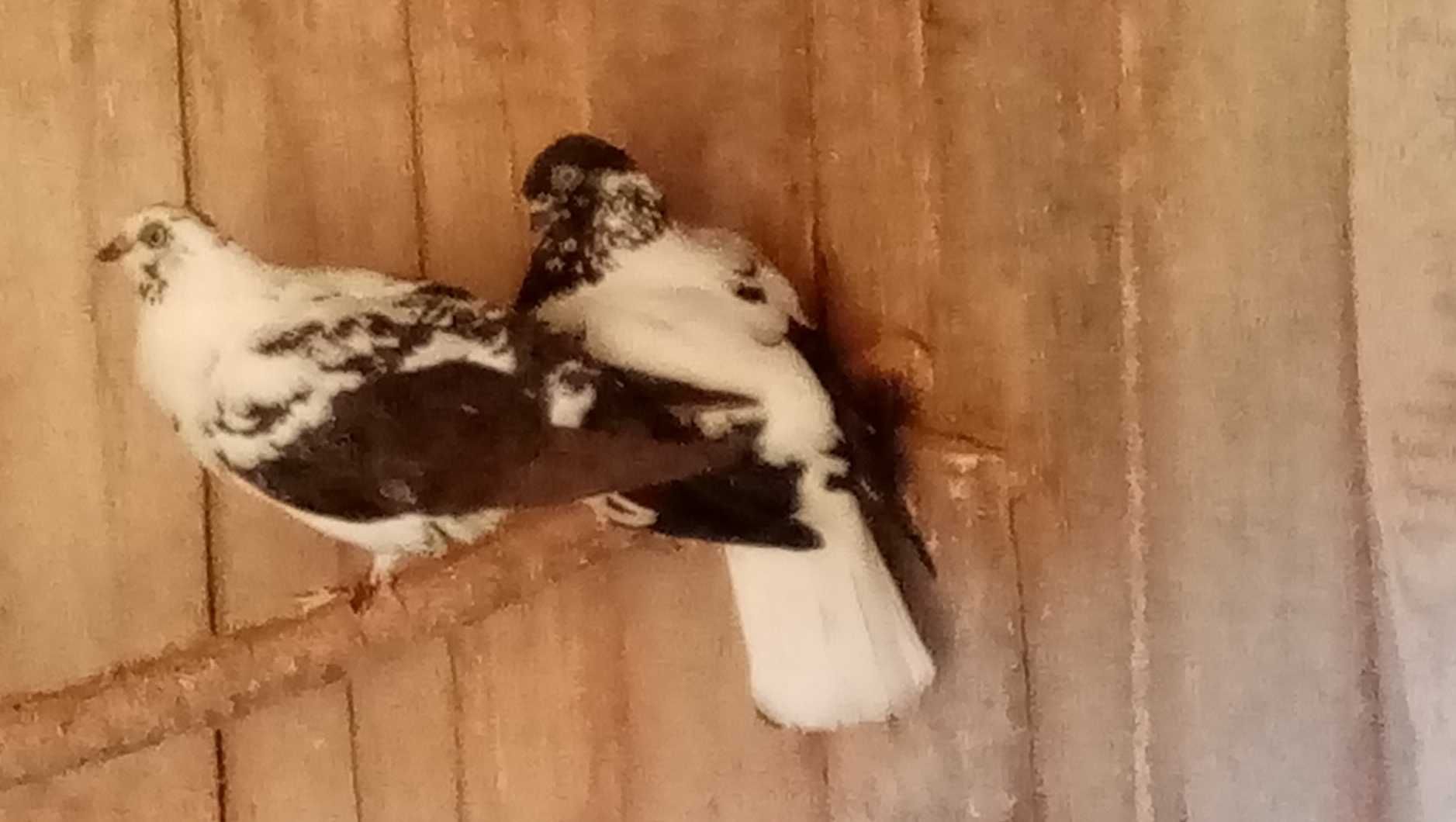 Sprzedam parę czarnych wiedynów