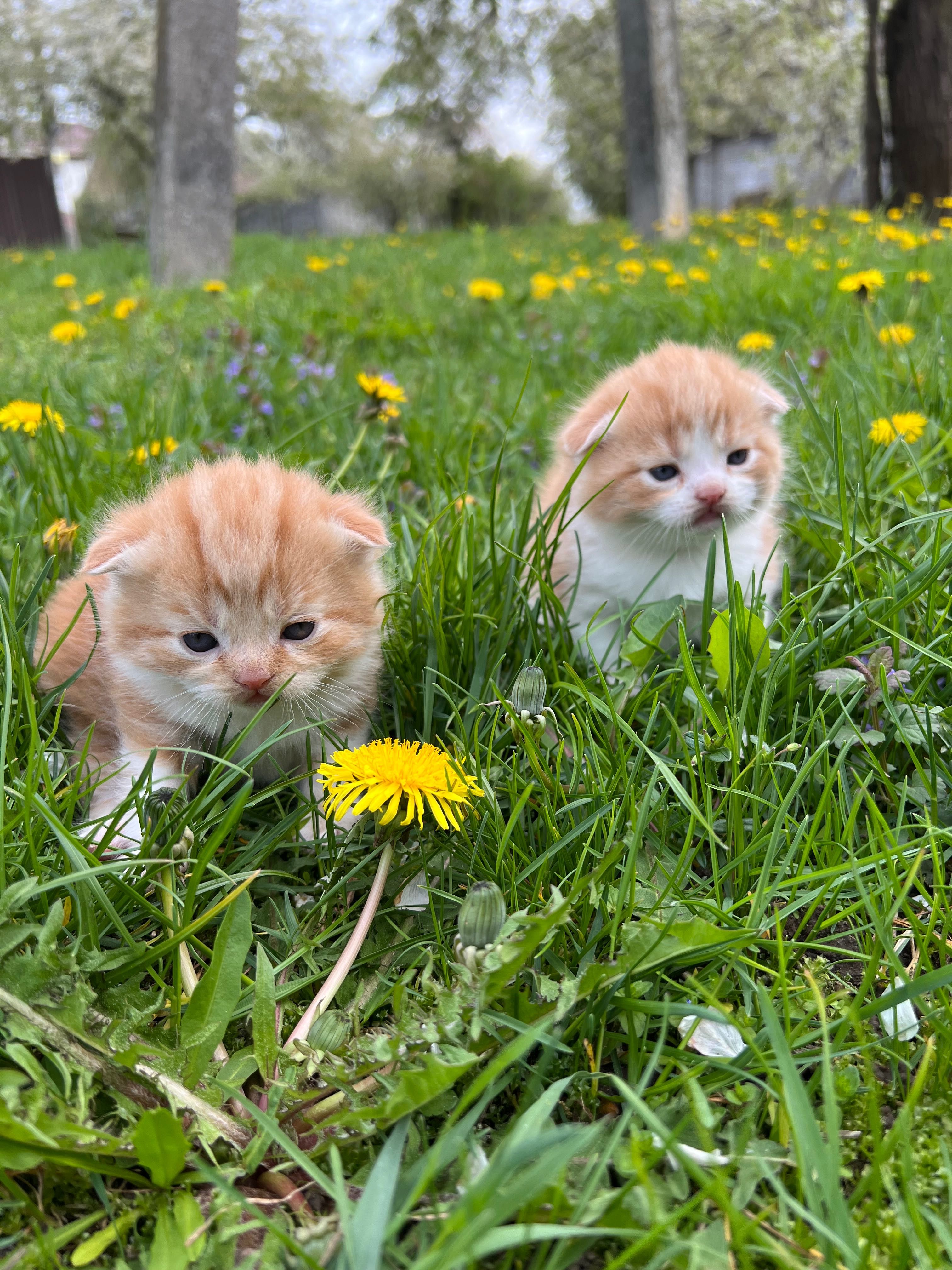 Котусики та кицюні