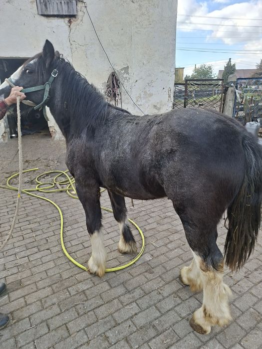 Sprzedam ogierka tinker coob grypsy