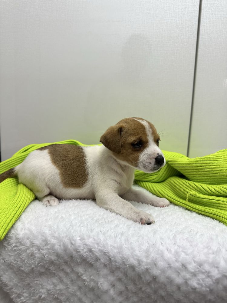 Suczka Jack Russell Terrier z Rodowodem Rodzice FCI