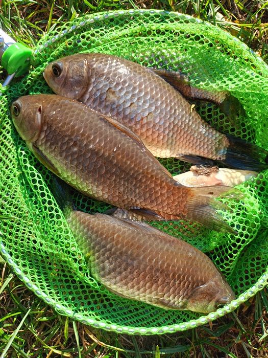 Karaś srebrzysty żywiec narybek