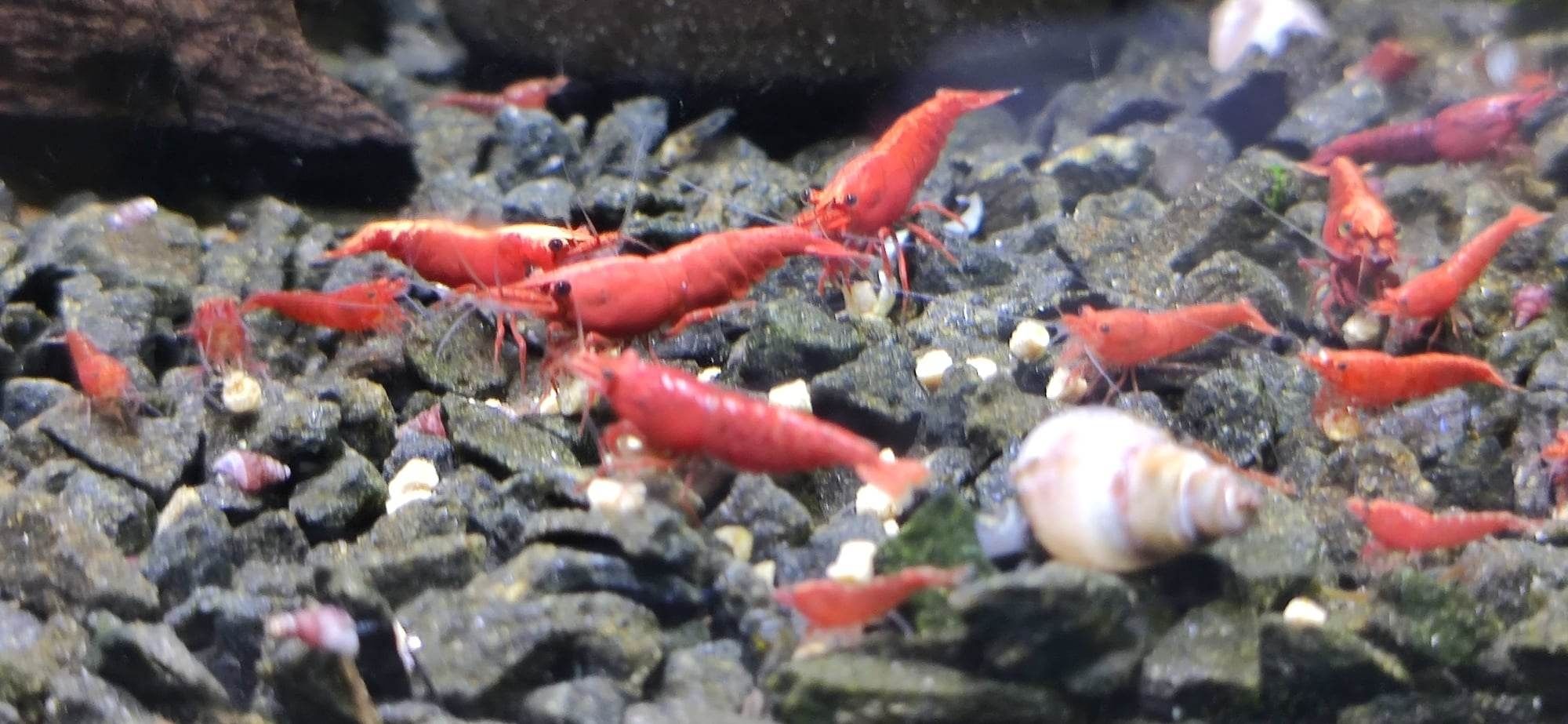 Neocaridina Red Fire