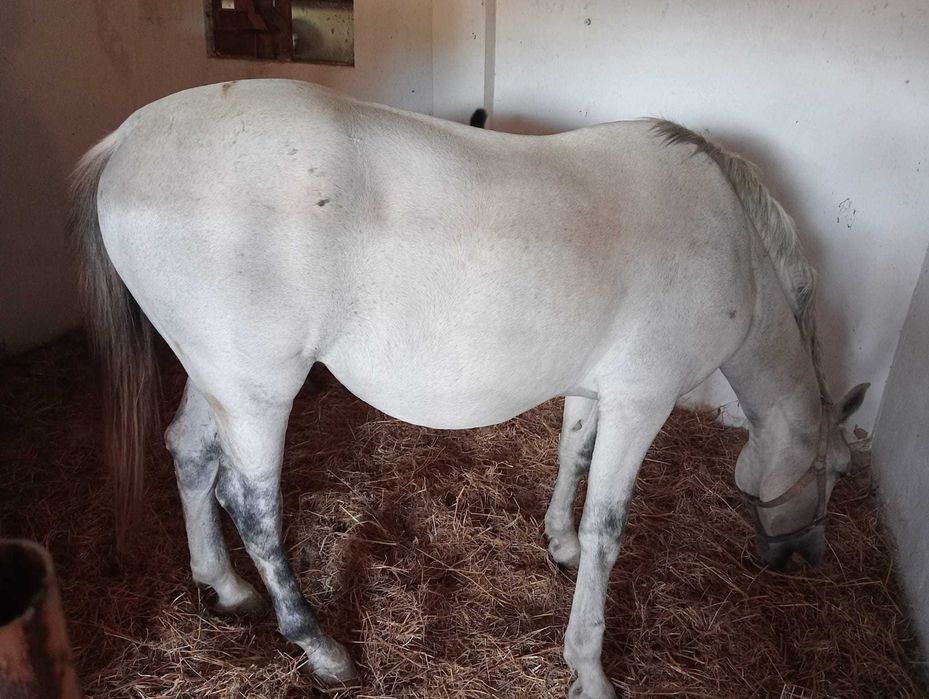 Vendo cavalo 11 anos montado e engatado com livro verde