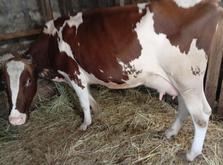 Корова в доглянутомі стані