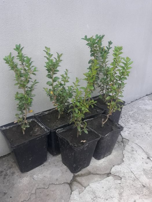 Продам самшит в горшках