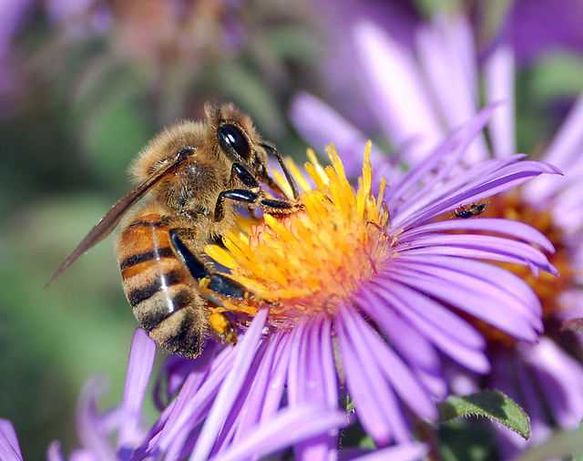 Бджоли пчелы пасіка бджолосім'ї