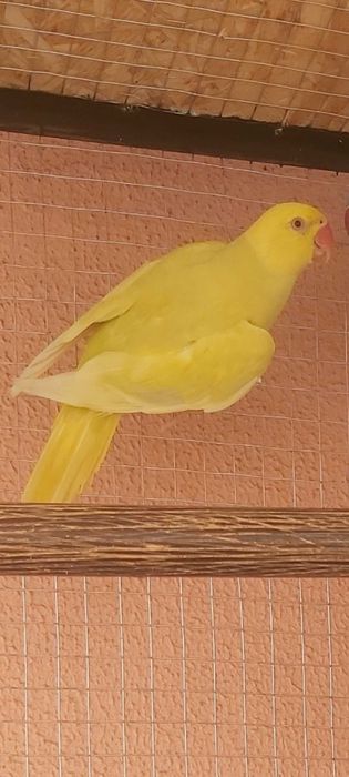 Ring Neck Macho Verde Pálido Azul/Canela 2025