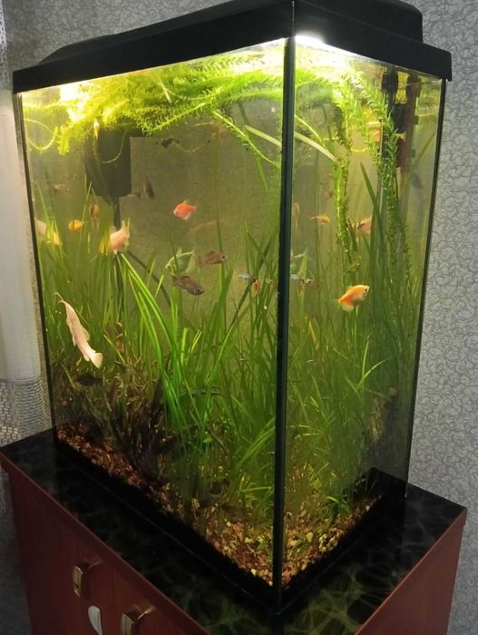 Продам акваріум об'ємом 90 літрів з усим обладнанням