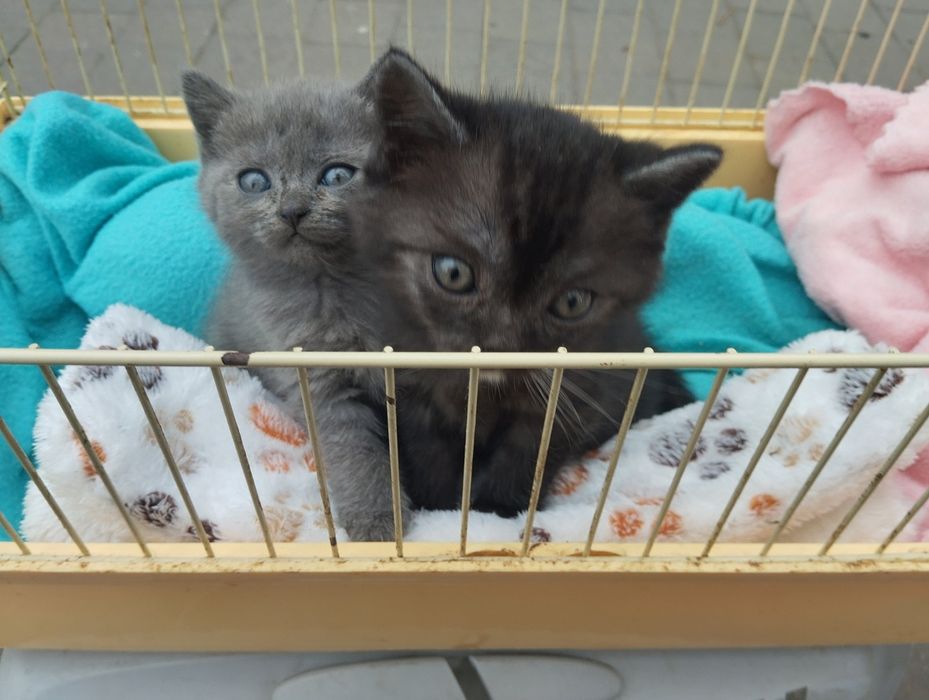 Кошенята британці