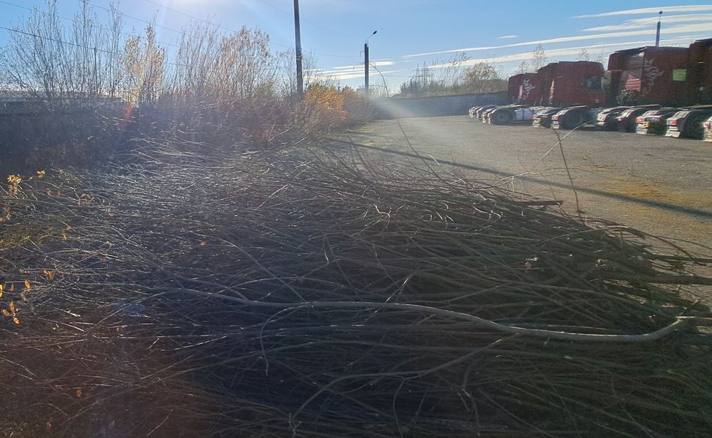 Гілки, дерева на розпалку