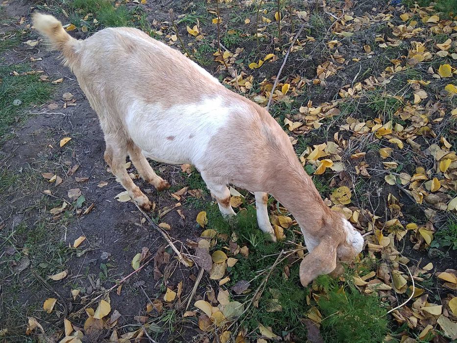Англо-нубійська кізочка