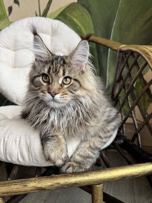 Продається кіт Мейн кун