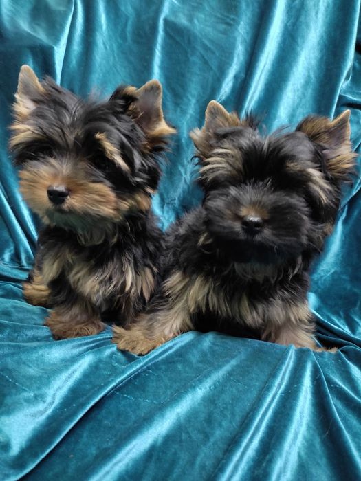 Девочки и мальчик щенки Йорки 2,5 мес