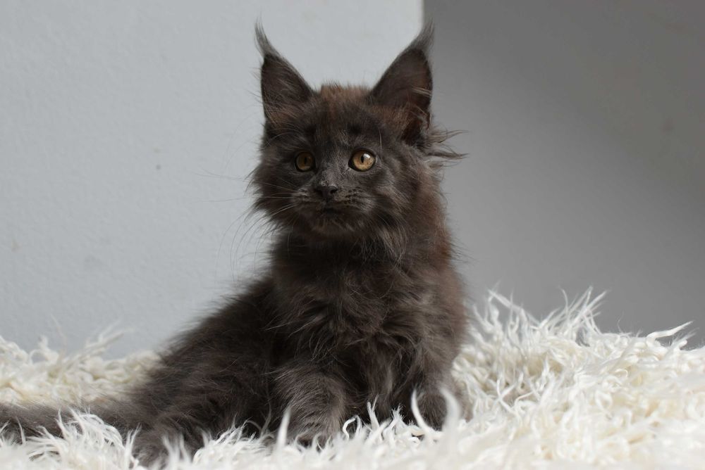 Kotka Maine Coon /Rodowód FPL