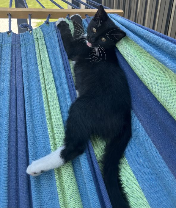 Oddam kotka za darmo.