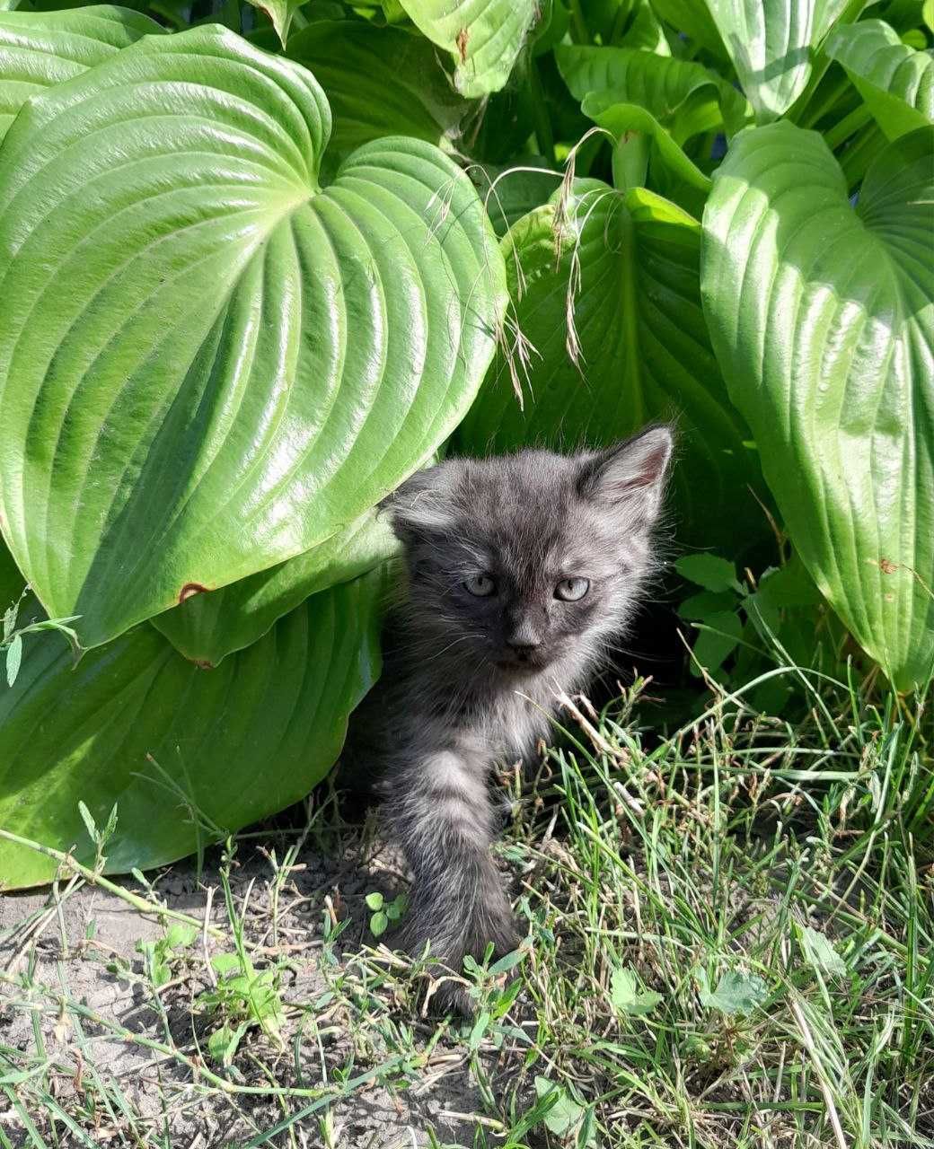 Віддам в добрі руки кошенят