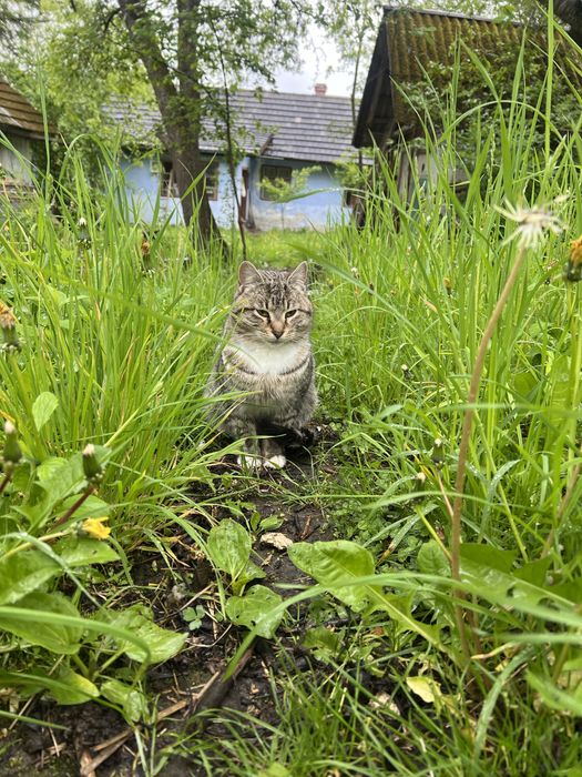 Котик у хороші руки