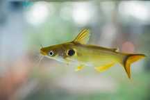 Peixes Sun catfish. Silver dollar. Synodontys