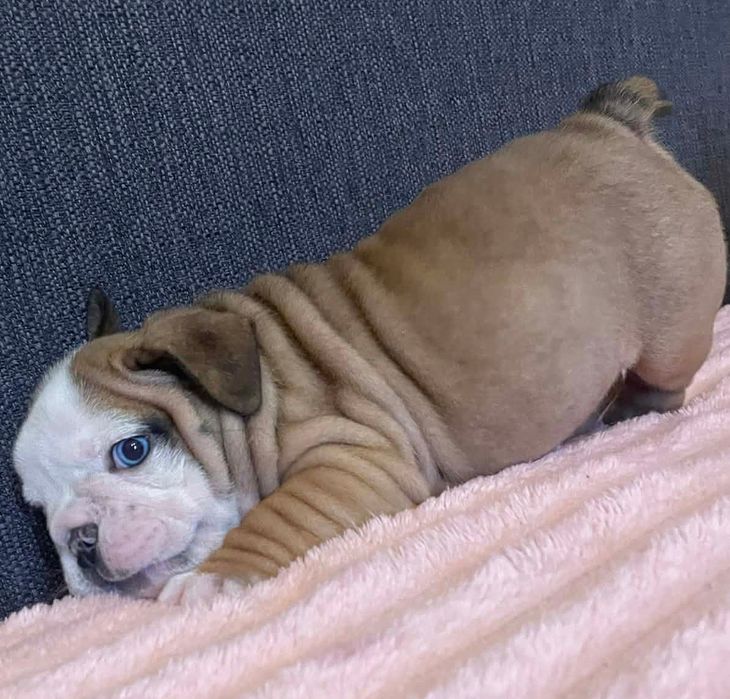 Buldog angielski szczeniak