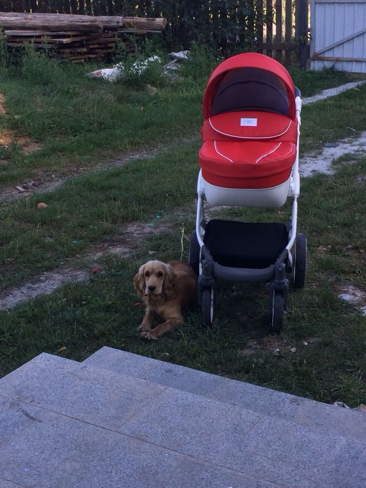 Коляска Mioobaby Zoom 2в1