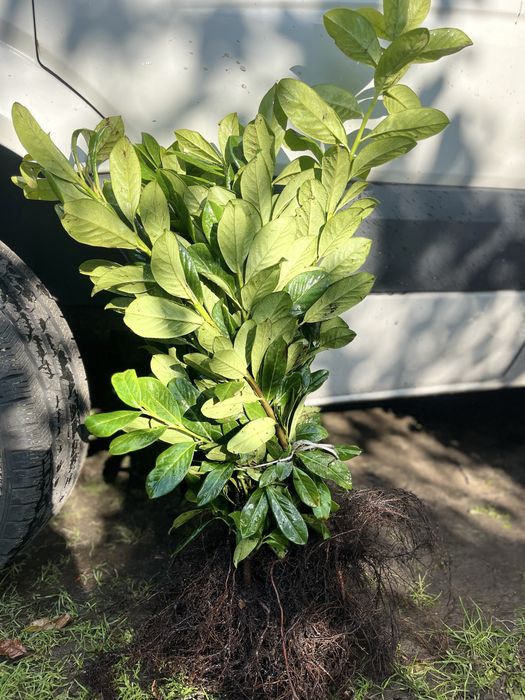 Laurowisnia  Novita goly korzen 60-80cm
