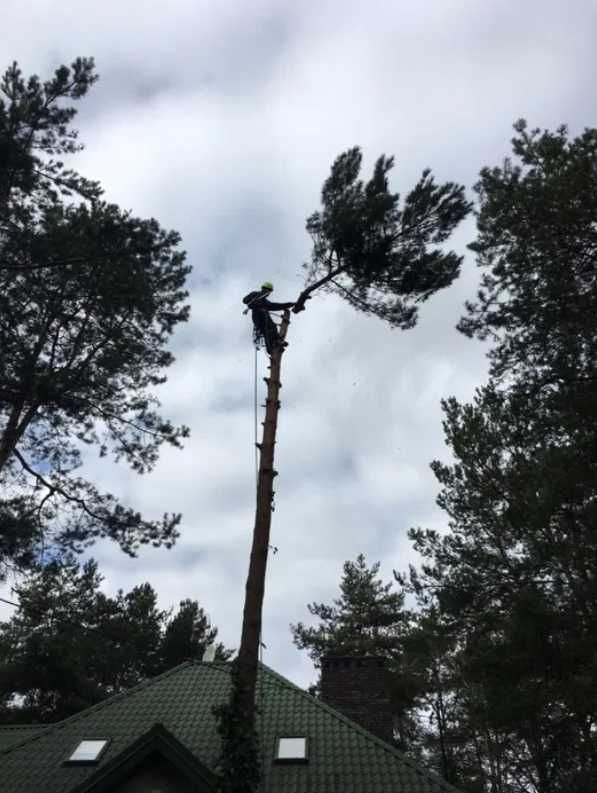 Wycinka drzew, prace alpinistyczne, zrębkowanie gałęzi