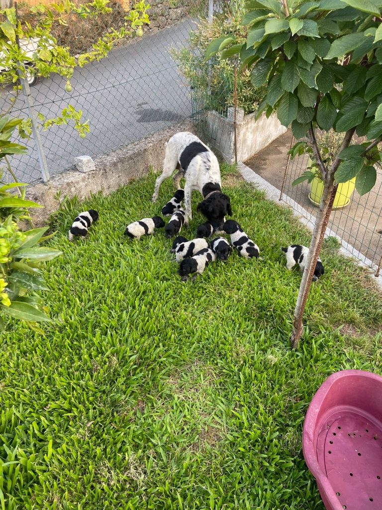 Cães para adoção