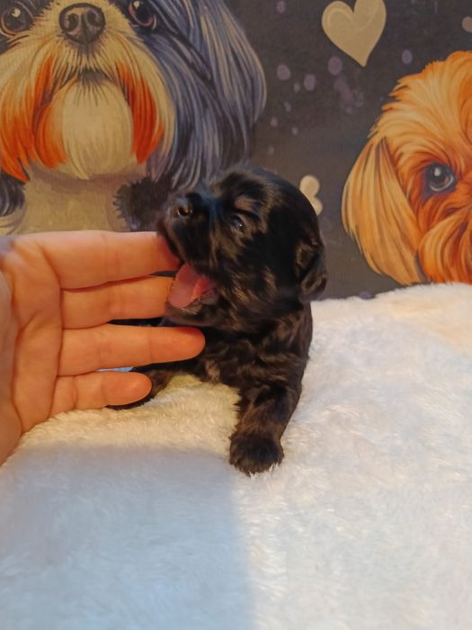 Szczeniaki Shih Tzu