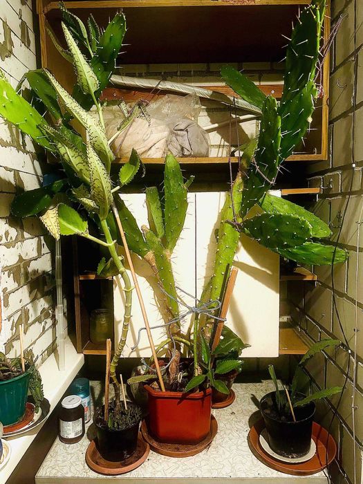 Віддамо кактус у добрі руки, з самовивозом