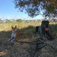 dog walking/Pet sitting/Treino/Passeio