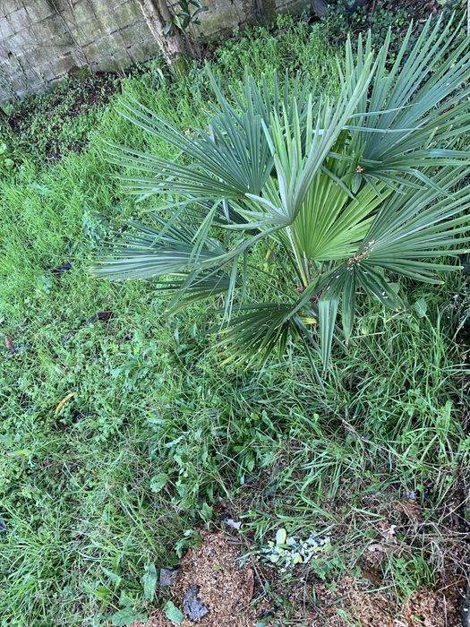 Palmeira dej  jardim