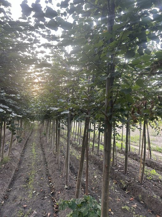 Lipa drobnolistna 8-16