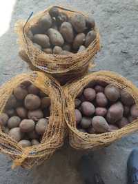 Ziemniaki sadzeniaki