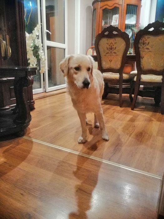 Golden Retriever z Rodowodem suczka dorosła