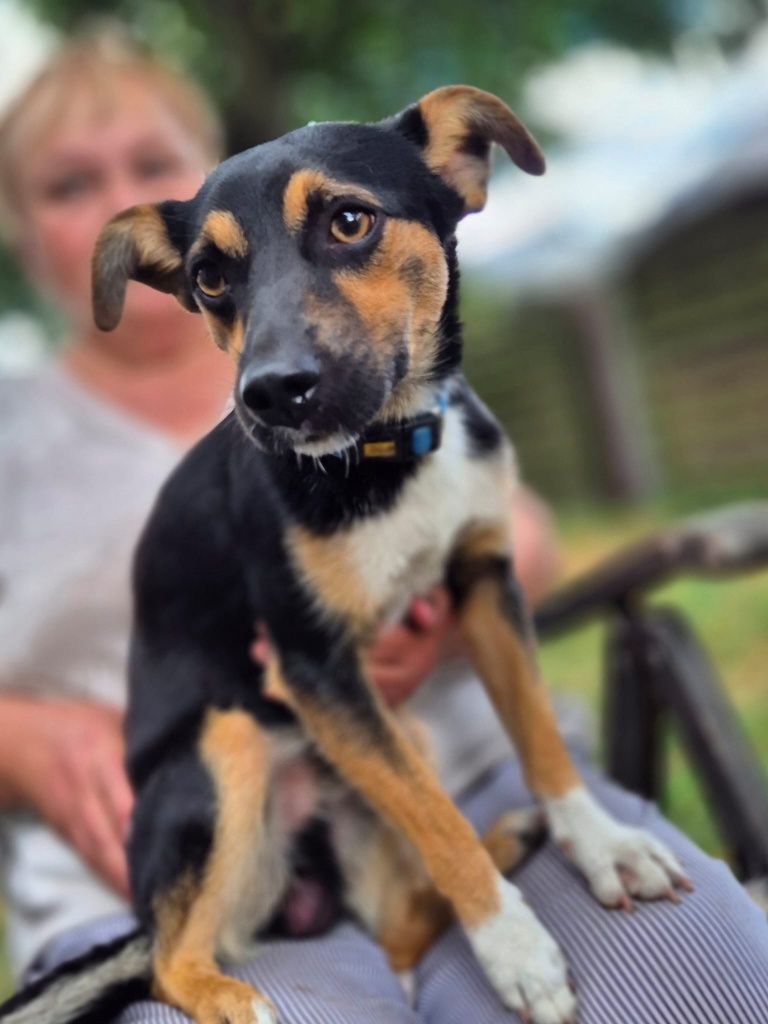 Mały Piesek do adopcji
