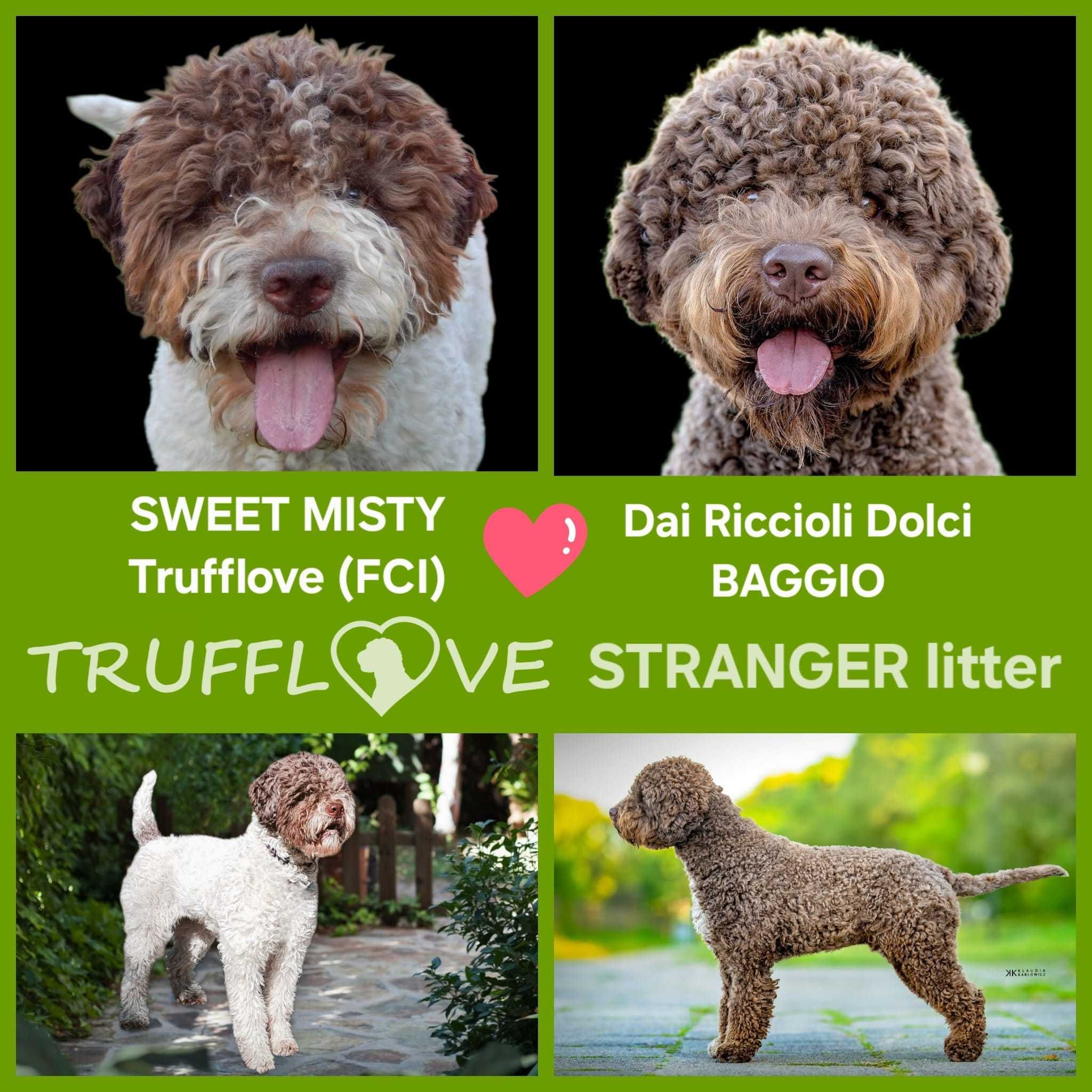 Lagotto Romagnolo FCI – biało-brązowy piesek, miot STRANGER, Trufflove