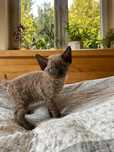 Devon Rex kocurek na sprzedaż - gotowy do odbioru