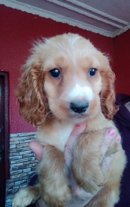 Кремові кокер спаніелі