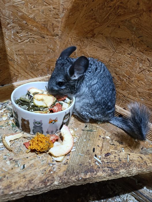 Samica szynszyla standard