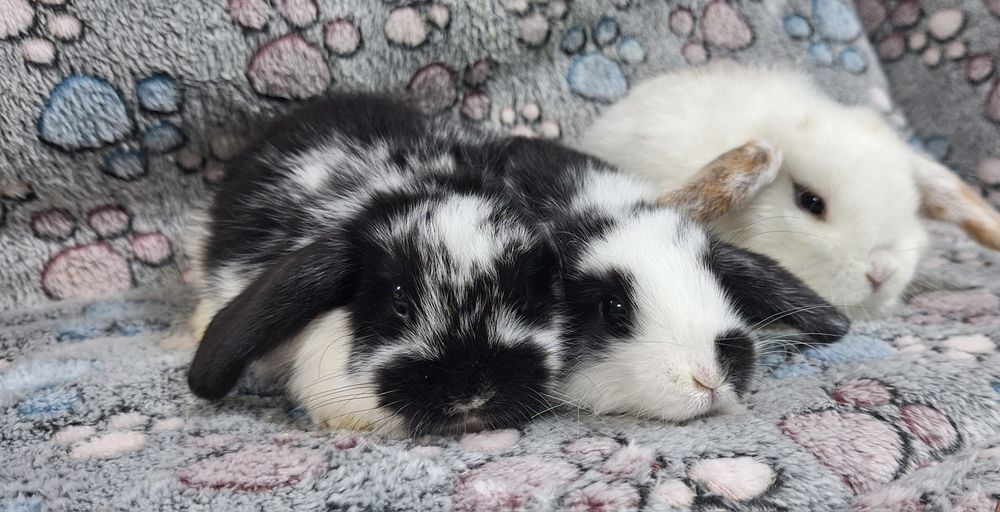 Króliczek Baranek Mini Lop samczyk.