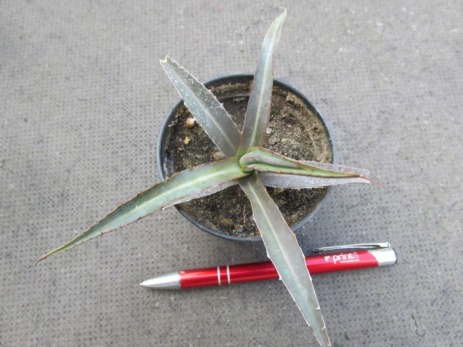 Czewieniejąca agave garciae-mendozae - agawa kolekcjonerska - sadzonka