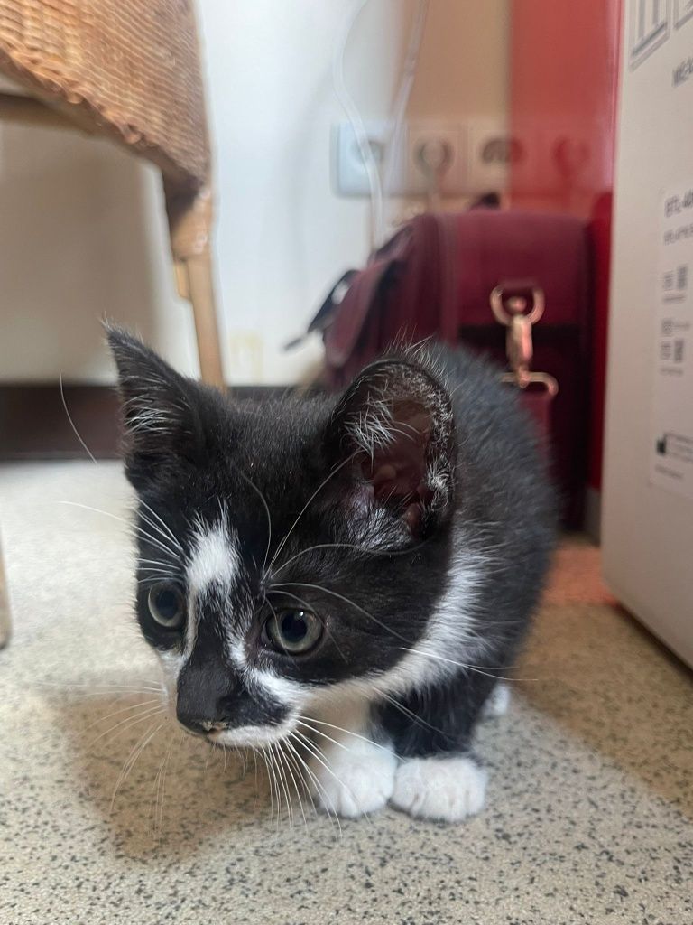 Dwu miesięczny kocurek do adopcji!