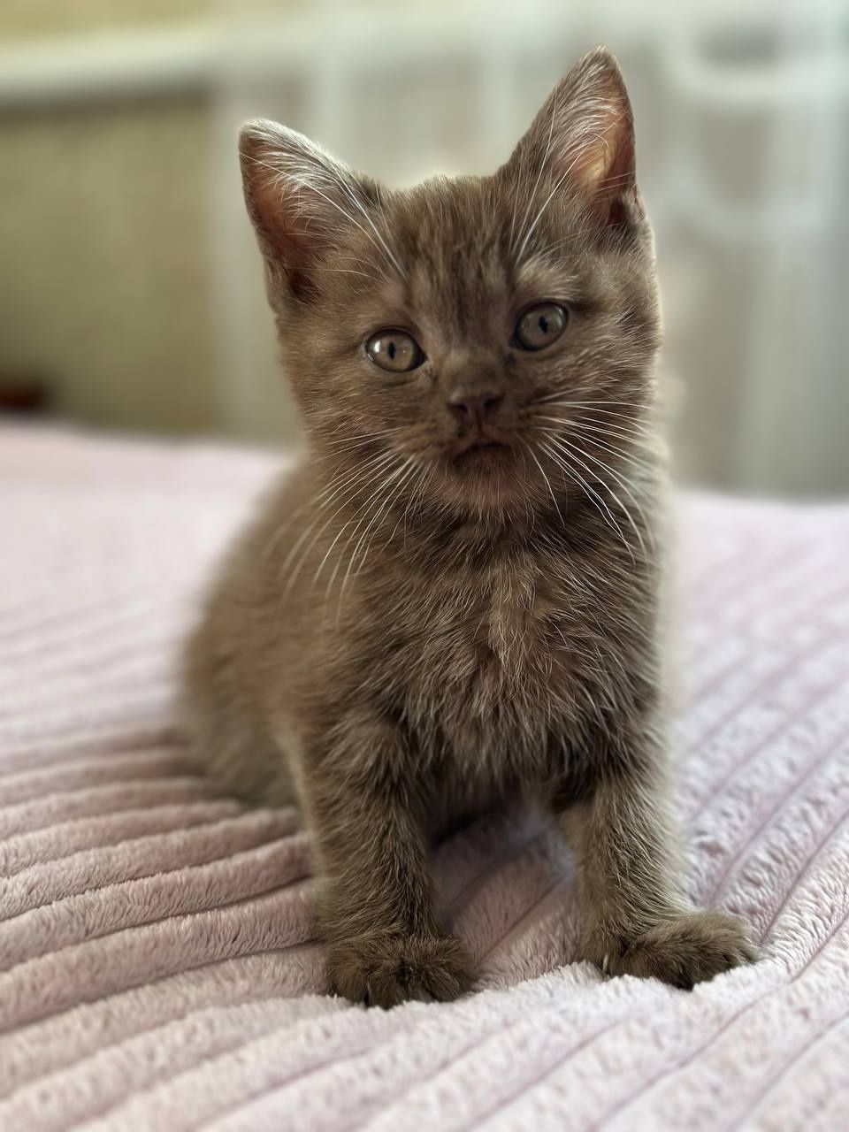 Кошеня шотландка