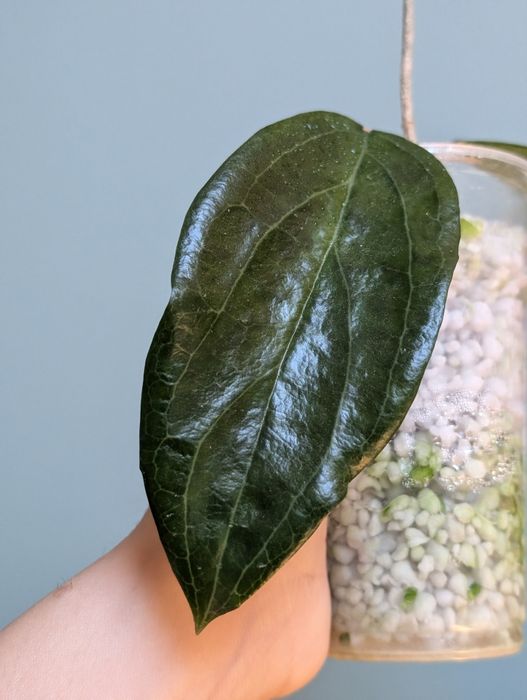 Hoya sp ut 033 rzadka