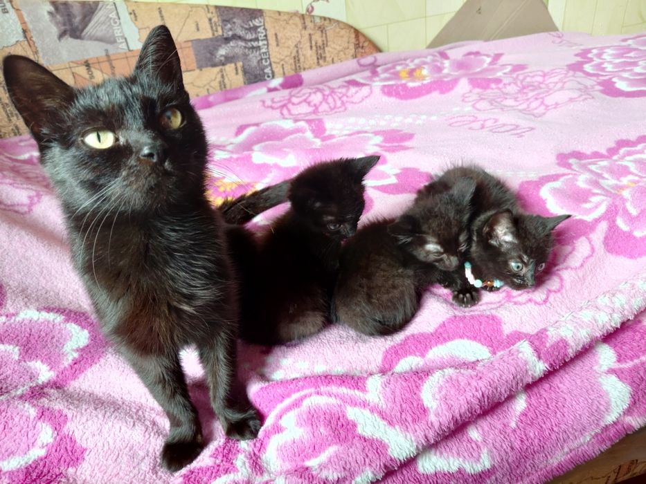 Котята в добрые руки!