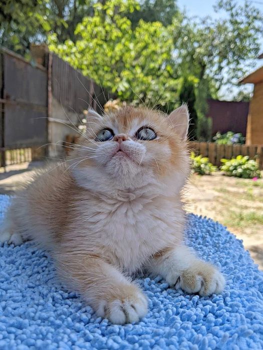 Яркая золотая ny 12.Шиншилка