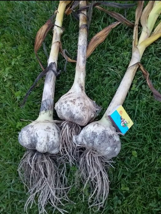 Рокамболь часник 1 репродукція